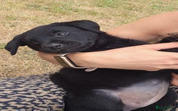 Labrador Retriever dogs for sale: Black Pure bred kg reg Labrador for sale.  - Image 27