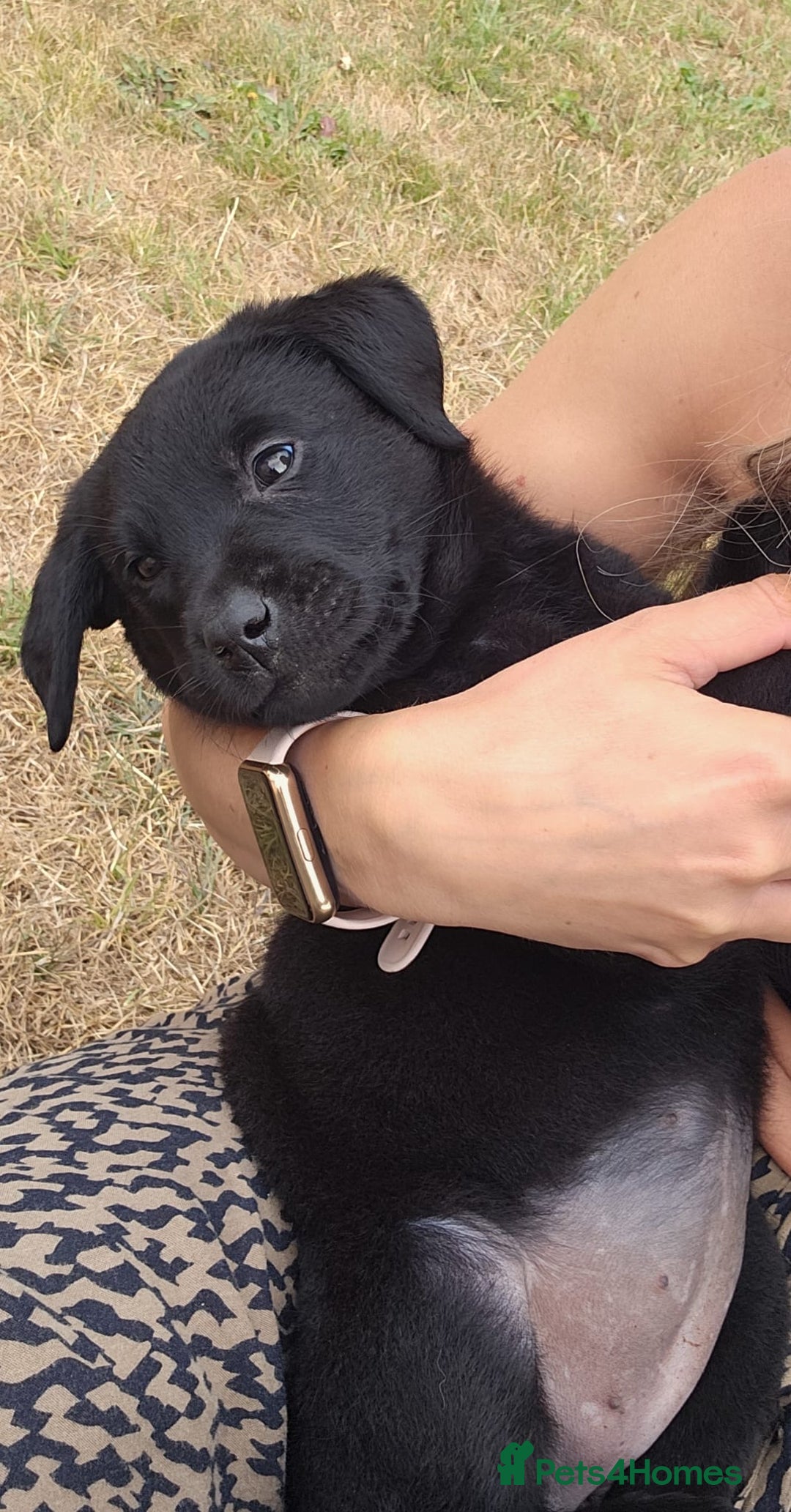 Labrador Retriever dogs for sale: Black Pure bred kg reg Labrador for sale.  - Image 27