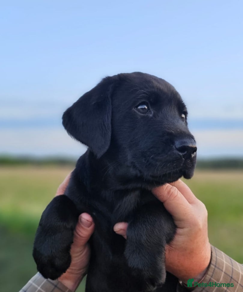 Labrador Retriever dogs Outstanding Labrador GUNDOG labrador puppies  - Advert 1
