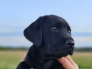 Labrador Retriever dogs for sale: Outstanding Labrador GUNDOG labrador puppies - Advert 1