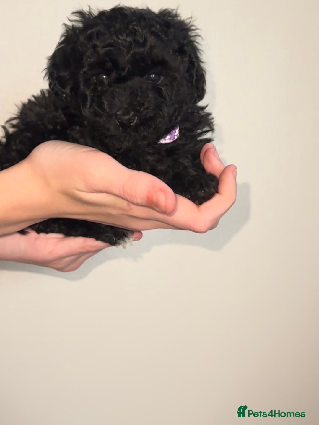 Toy Poodle dogs for sale: Beautiful Toy Poodle Puppies - Ready to reserve - Advert 13