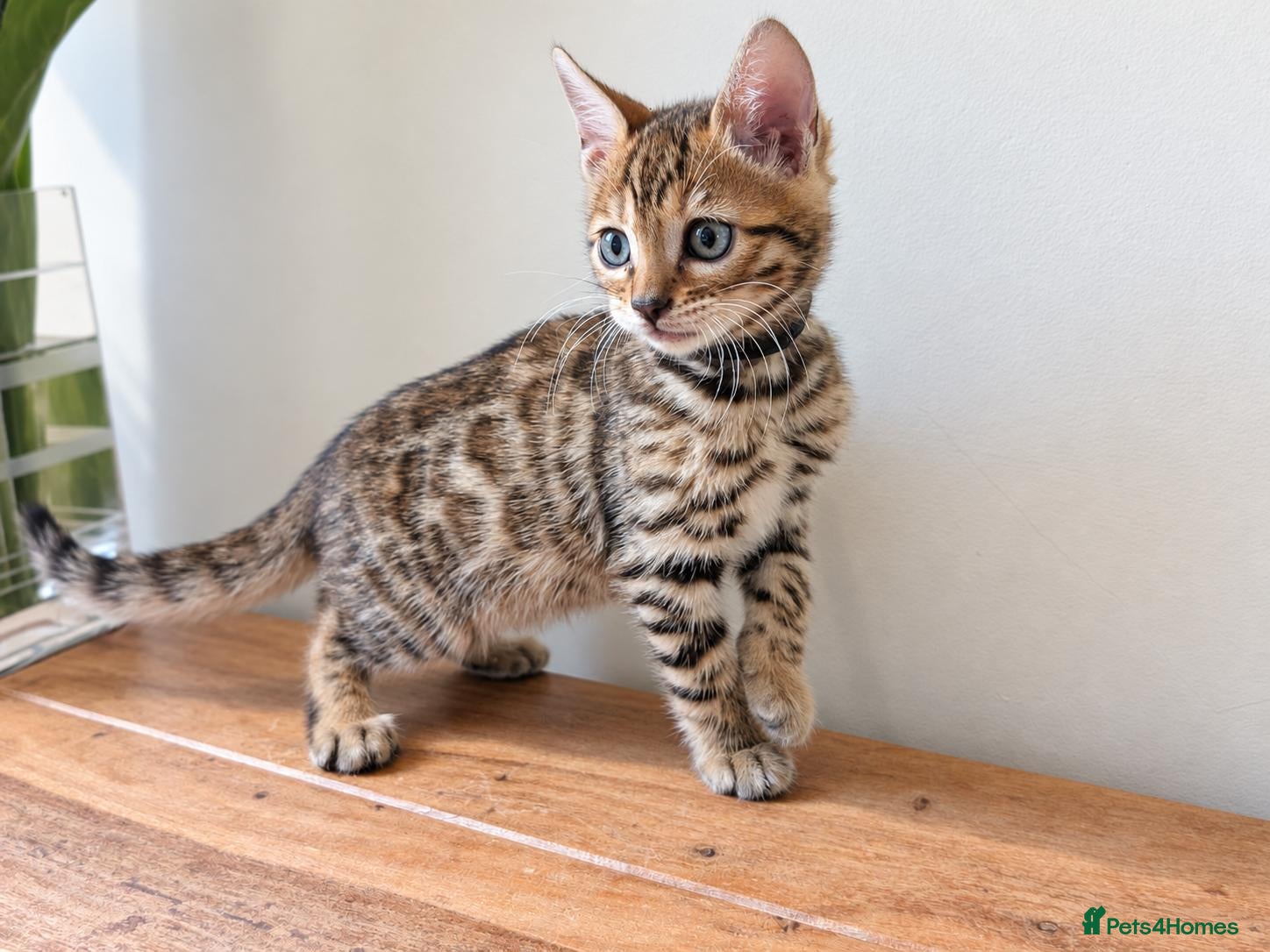Bengal cats TICA Rosetted Bengal Kittens, Health Tested - Advert 1