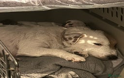 Jack Russell dogs for sale: Jack Russell terrier  - Image 11