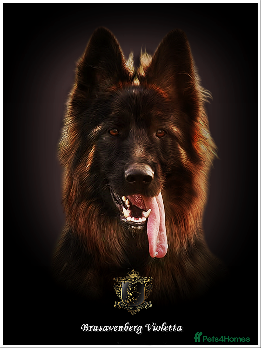 German Shepherd dogs for sale: PREGNANCY CONFIRMED * LITTER DUE 19/20 Jan - Advert 5