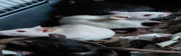 Rat rodents for sale: n 5 black with patch white belly and 5 girls left - Advert 15