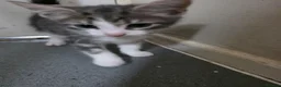 Mixed Breed cats for sale: Cat boy - Advert 4