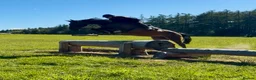 Irish Sports horses for sale: 15.2hh mare - Advert 2