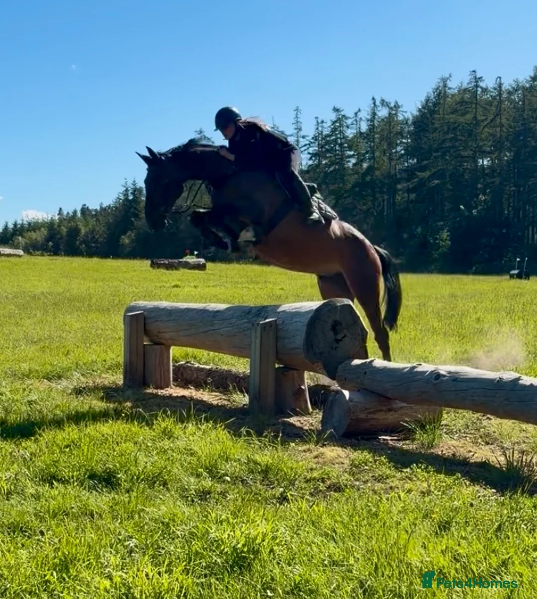 Irish Sports horses for sale: 15.2hh mare - Advert 2
