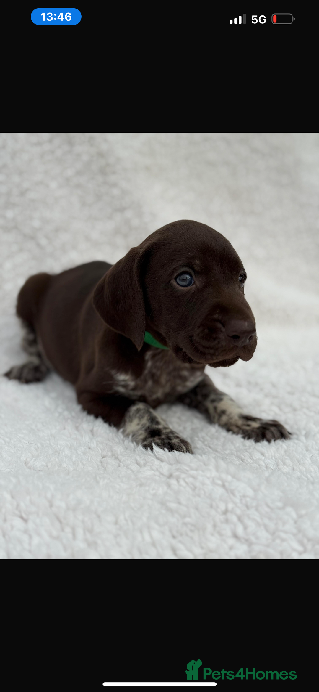 German Shorthaired Pointer dogs for sale: KC registered German Shorthair Pointer Puppy - Advert 8