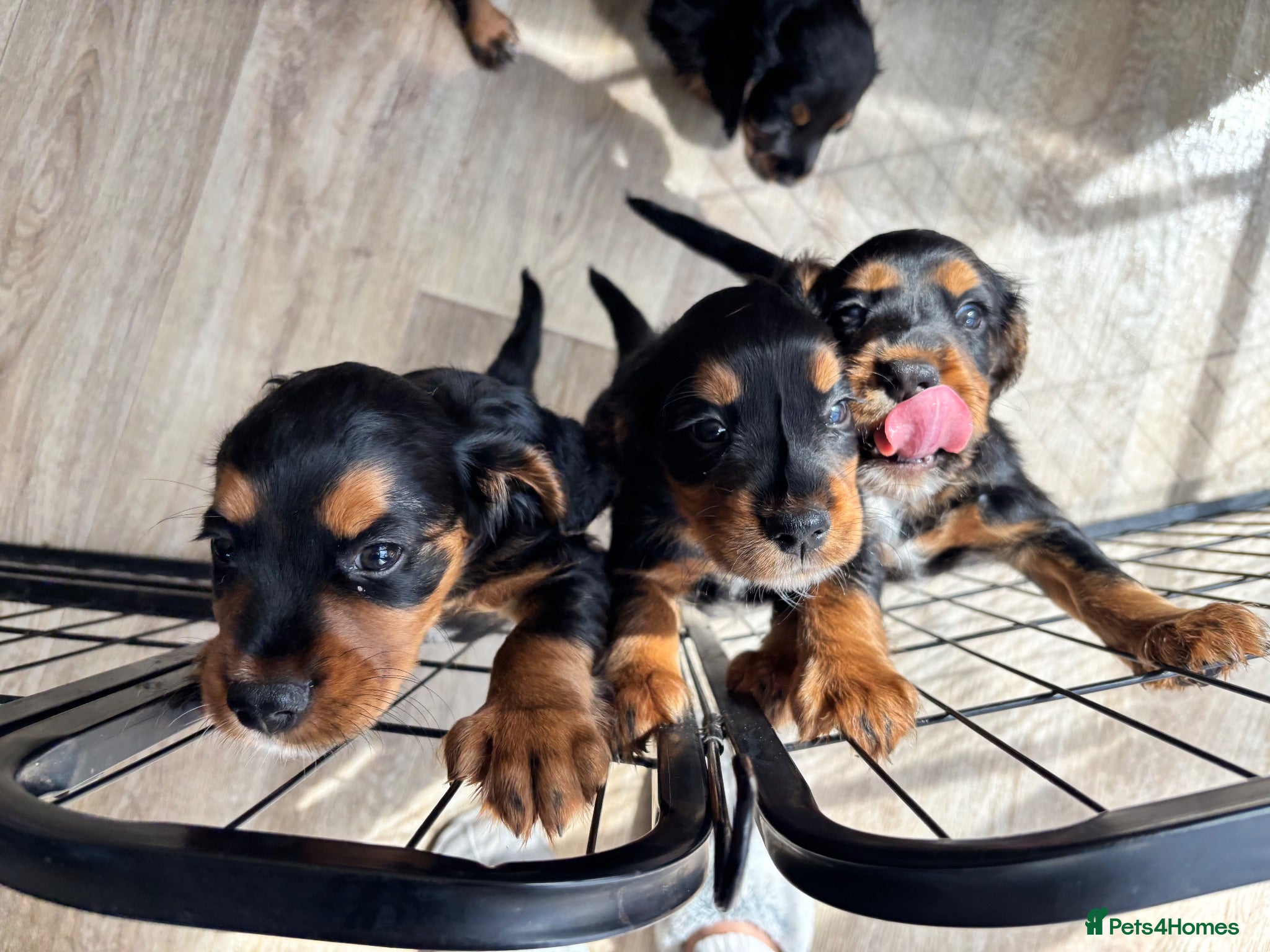 Cocker Spaniel dogs Tri coloured cocker spaniel puppies  - Advert 8