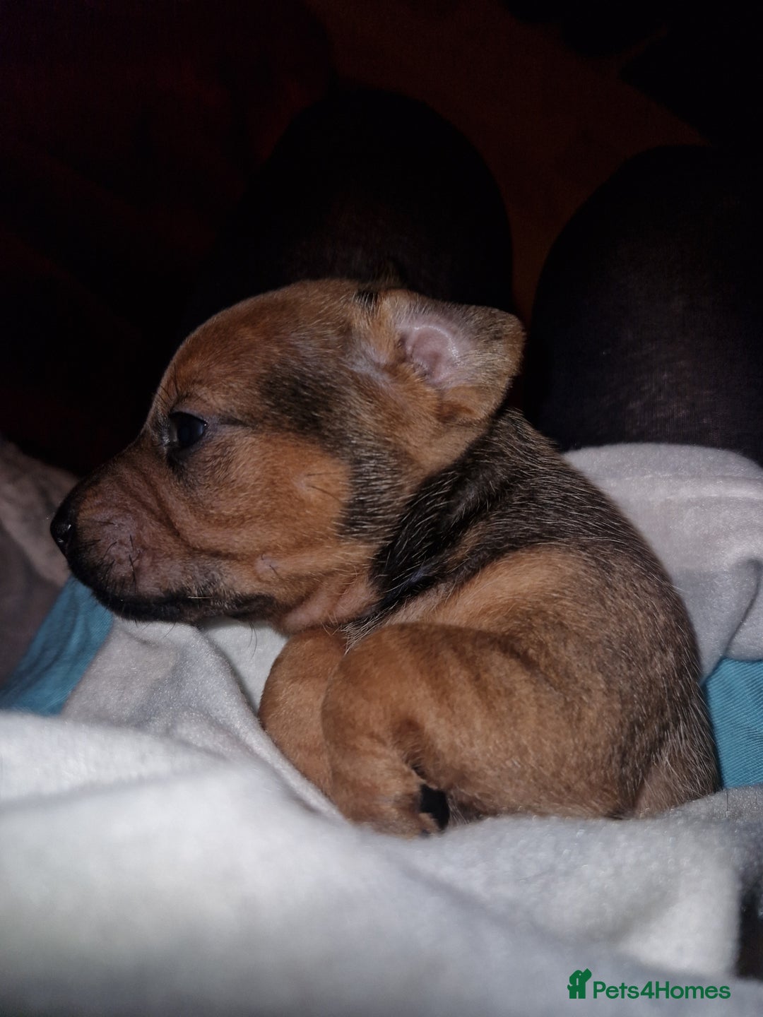 Mixed Breed dogs for sale: Staffy X Miniature Dachsund Puppies - Advert 16