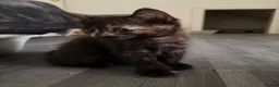 Mixed Breed cats for sale: Adorable little kittens. Mixed breed.  - Advert 21