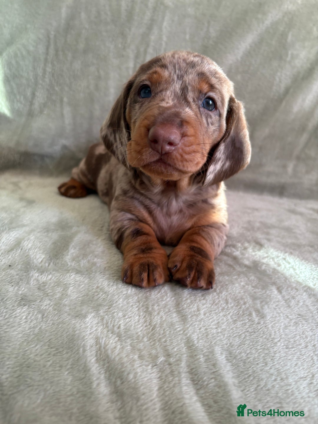 Dachshund dogs for sale: 8 weeks & READY TO LEAVE NOW - dachshund puppy  - Advert 38