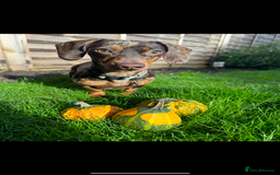 Dachshund dogs for sale: Miniature Chocolate Dapple Dachshund Bitch  - Image 13