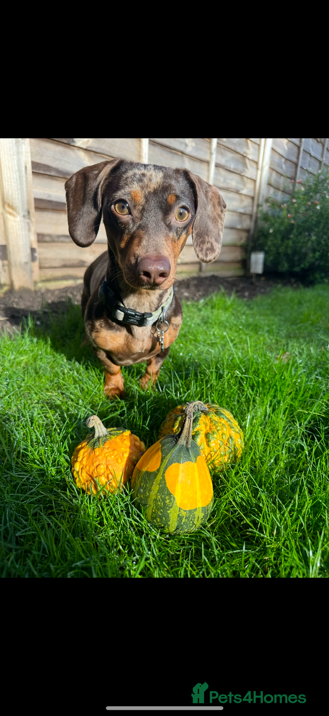 Dachshund dogs for sale: Miniature Chocolate Dapple Dachshund Bitch  - Image 13