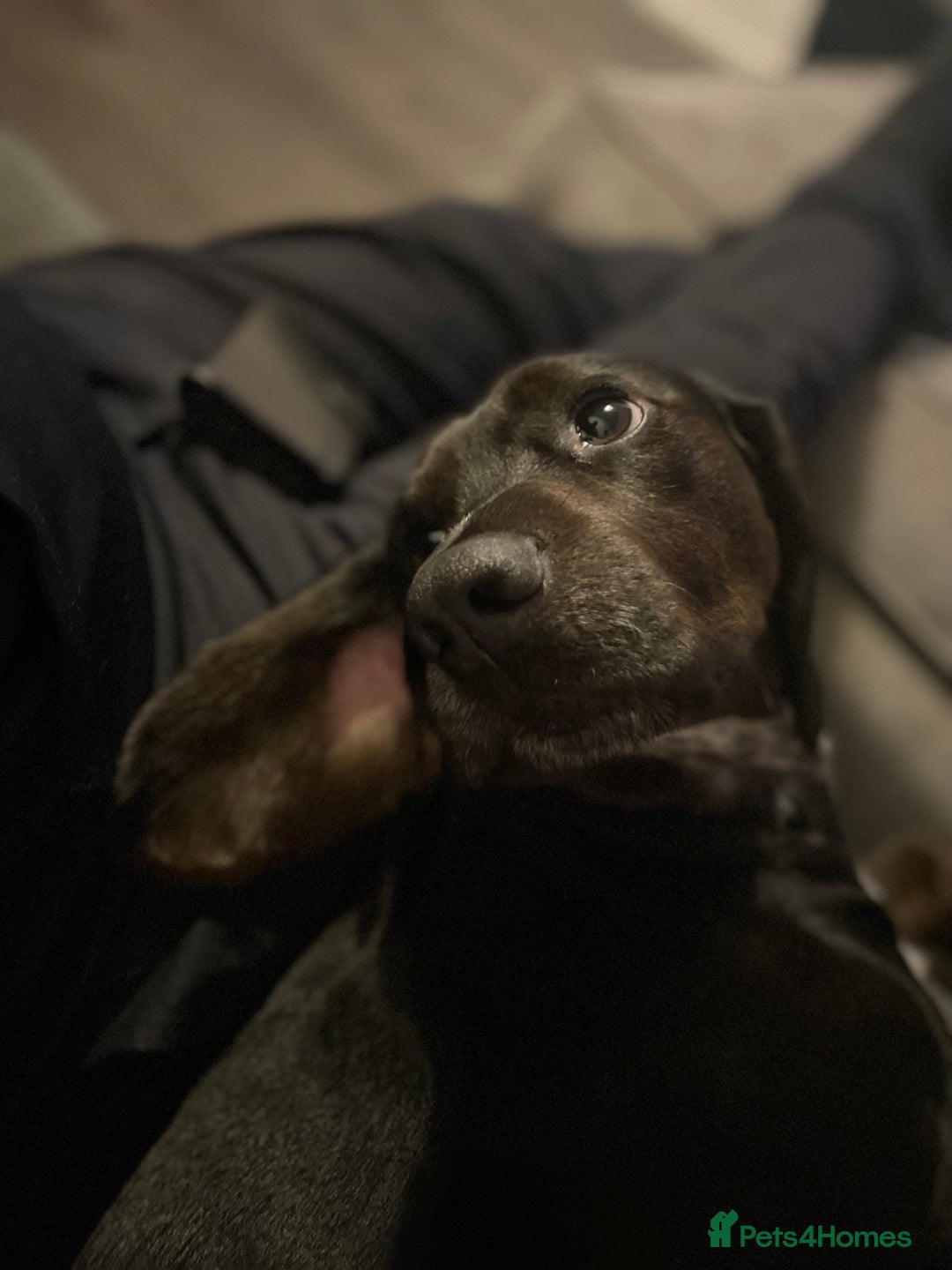 Bocker dogs for stud: Bocker (Spaniel/Beagle) for stud  in Bracknell - Image 8