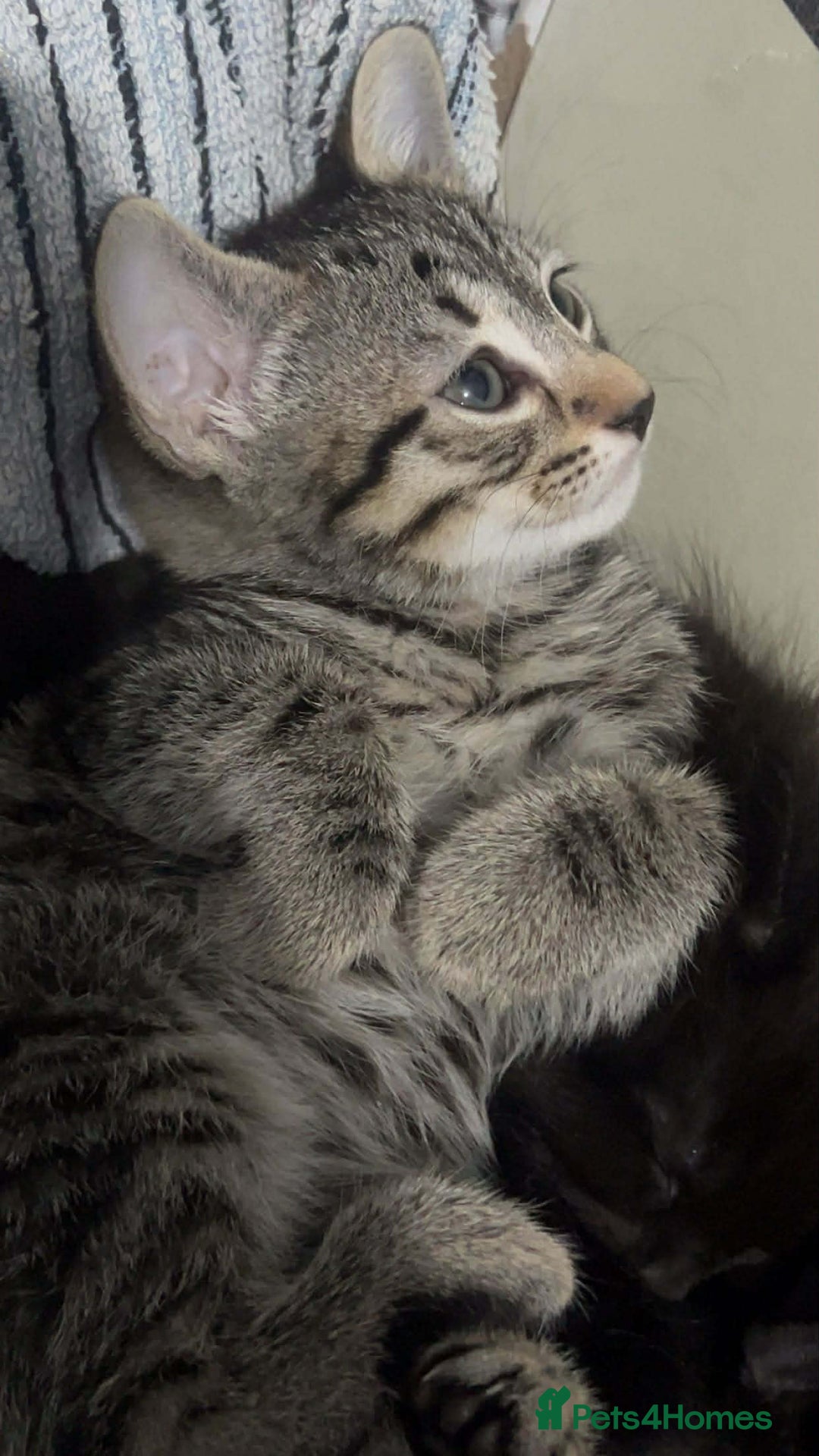 Mixed Breed cats for sale: Beautiful Kittens Looking for Loving Homes 🐾 - Advert 11