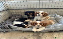 Cavalier King Charles Spaniel dogs for sale: Gorgeous King Charles cavalier puppies  - Image 7