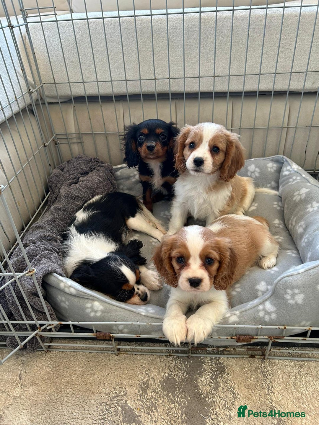 Cavalier King Charles Spaniel dogs for sale: Gorgeous King Charles cavalier puppies  - Image 7