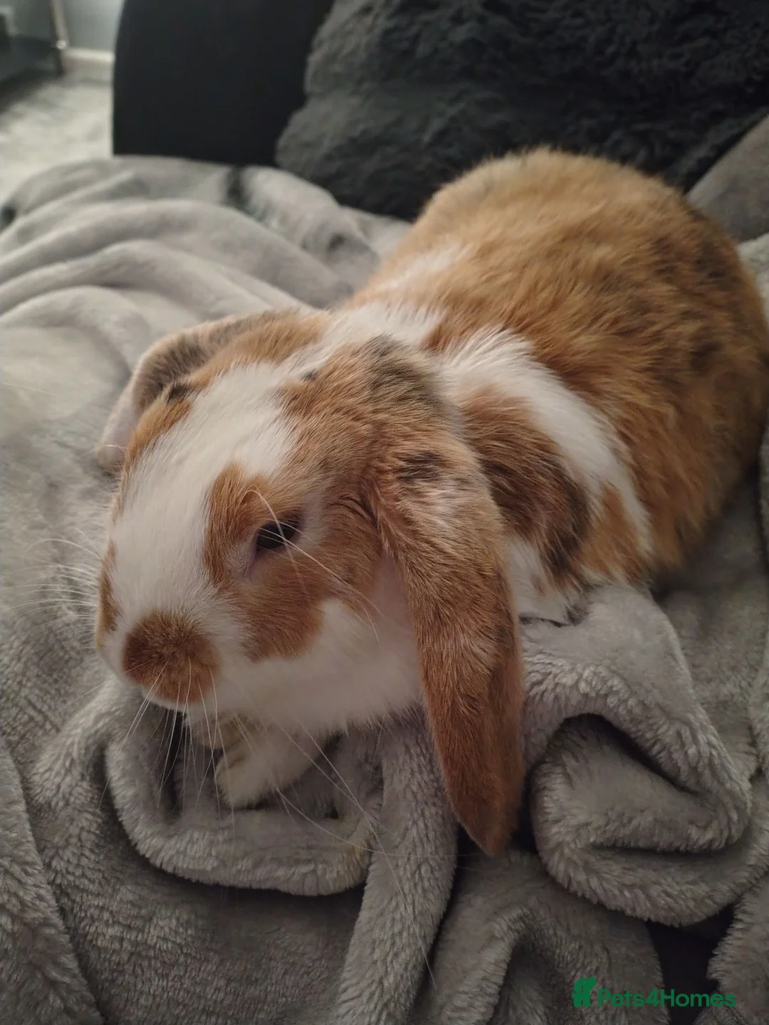 Mixed Breed rabbits for sale: Mixed Mini Lop Male Rabbit  in Deal - Advert 5