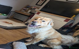 Mixed Breed dogs for sale: Bailey (CockerChow) - looking for a forever Family - Image 1