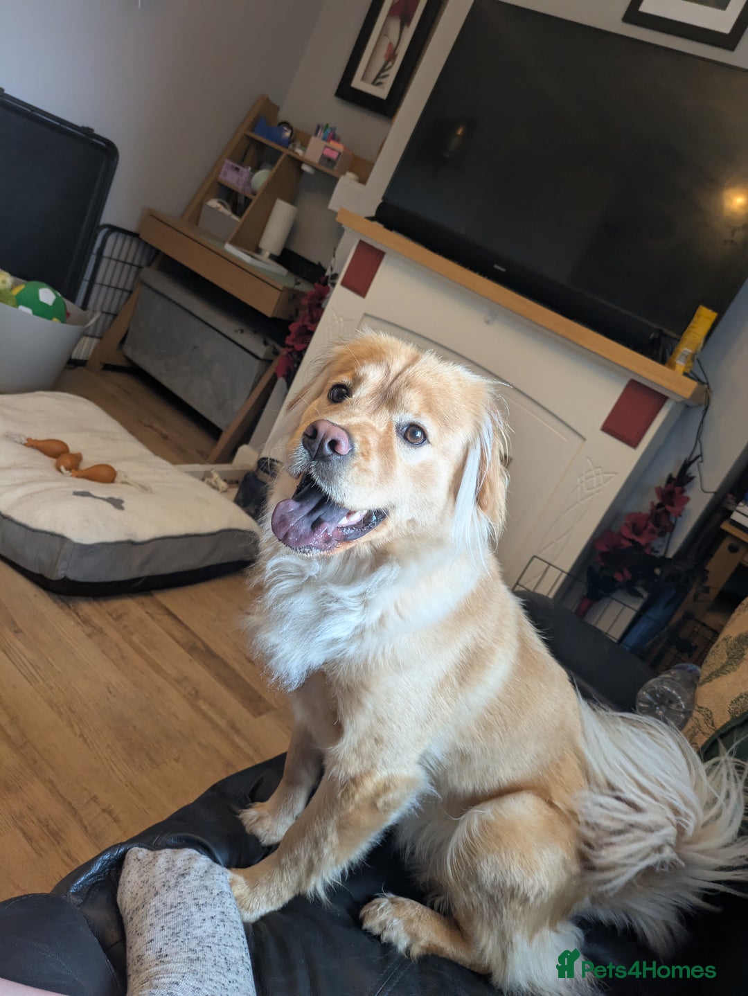 Mixed Breed dogs for sale: Bailey (CockerChow) - looking for a forever Family - Image 1