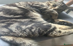 Domestic Shorthair cats for sale: Male cat - Image 4