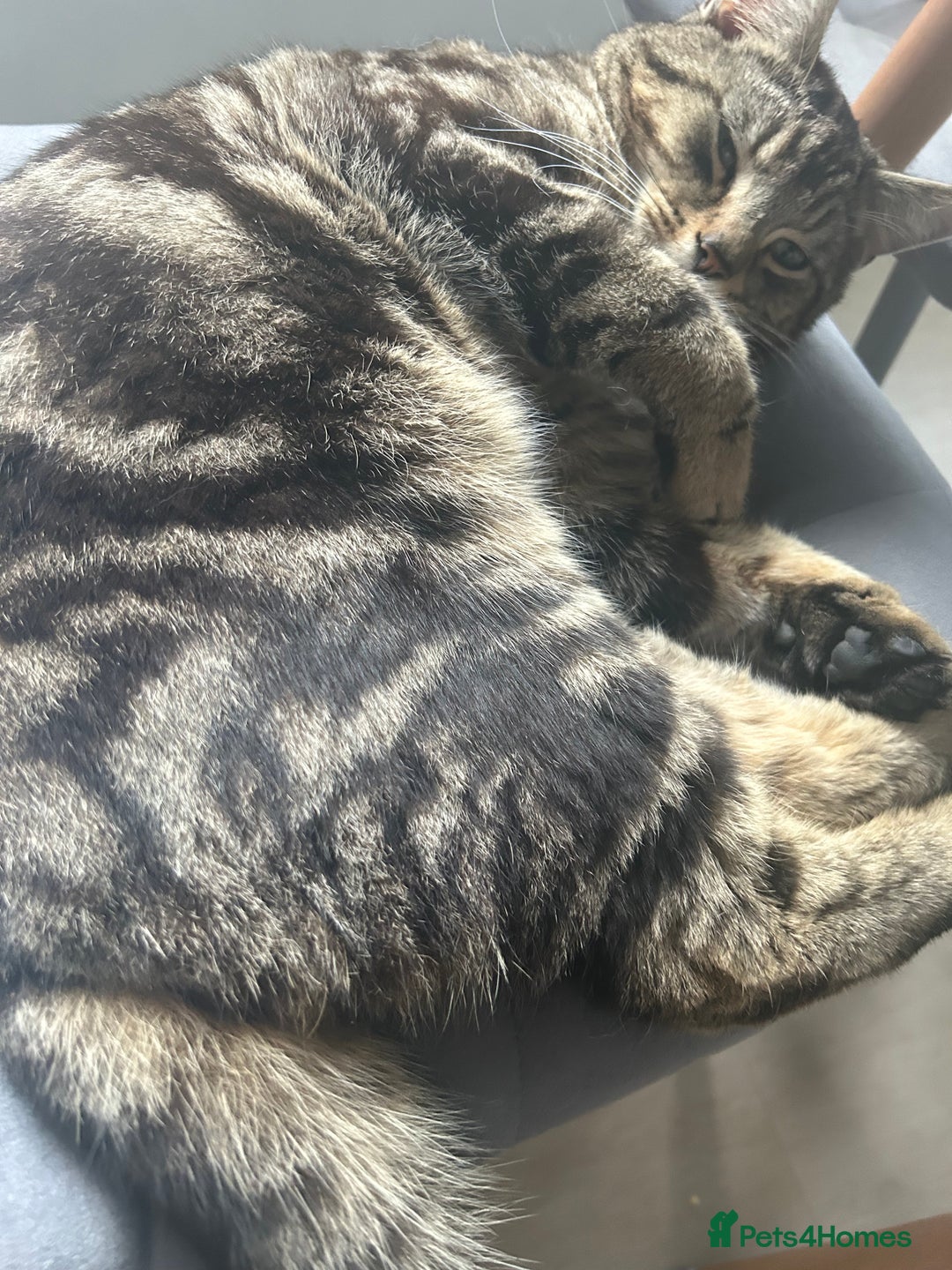 Domestic Shorthair cats for sale: Male cat - Image 4