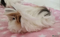 Guinea Pig rodents for sale: Pure Peruvian Sisters - Image 21