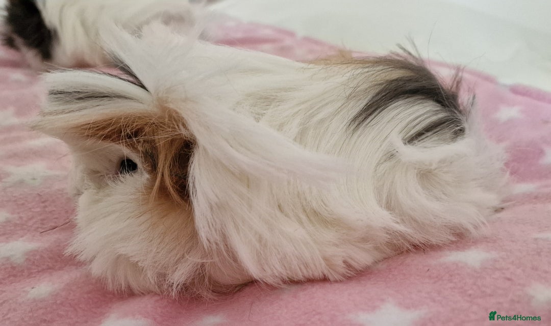 Guinea Pig rodents for sale: Pure Peruvian Sisters - Image 21