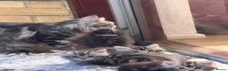 Maine Coon cats for sale: Maine Coon kittens - Advert 15