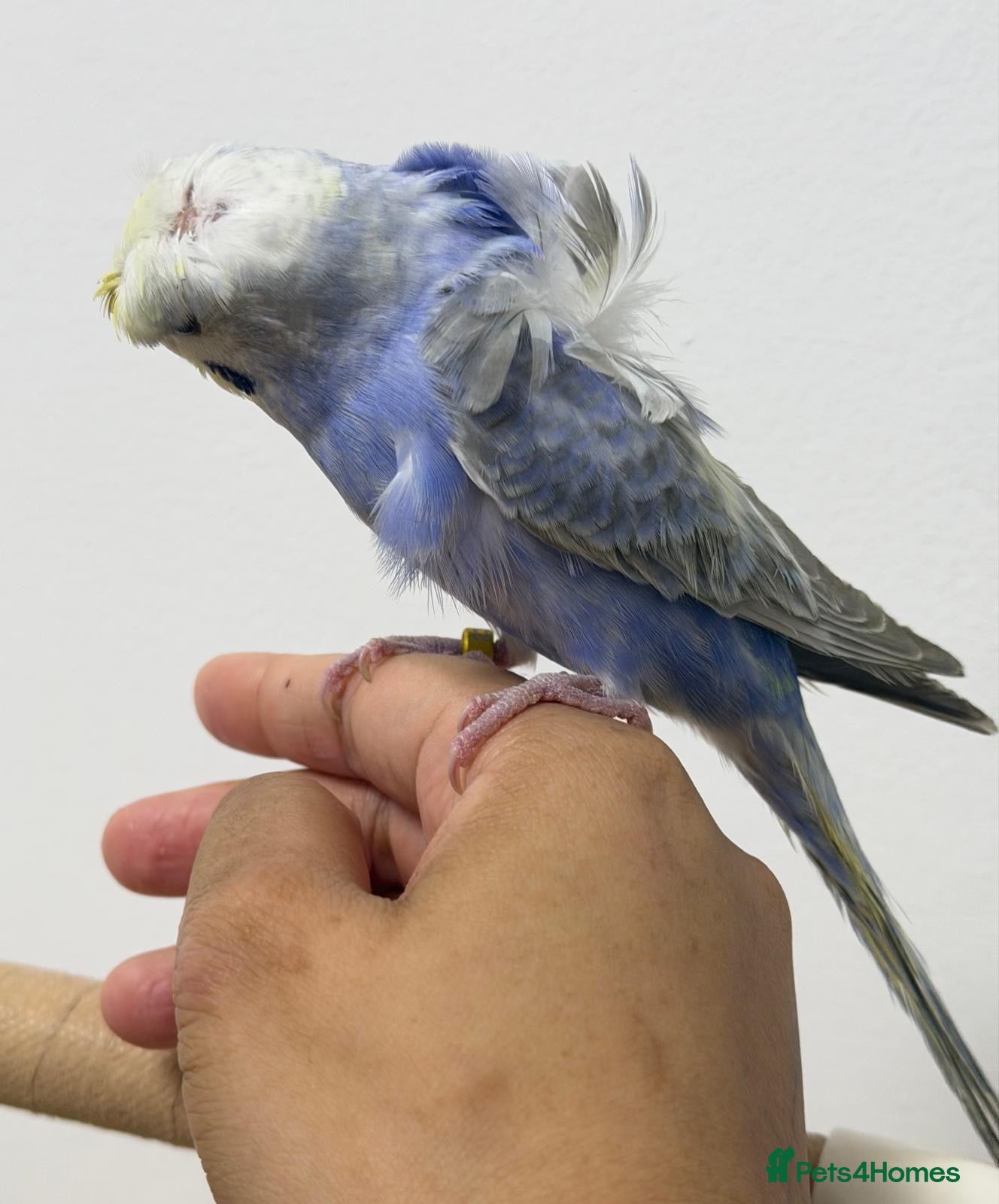 Budgerigars birds Rainbow helicopters, hand tame baby budgies  - Advert 15
