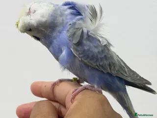 Budgerigars birds Rainbow helicopters, hand tame baby budgies - Advert 15