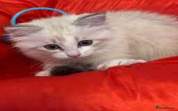 Siberian cats for sale: GCCF Registered Siberian Kitten For Sale  - Image 9
