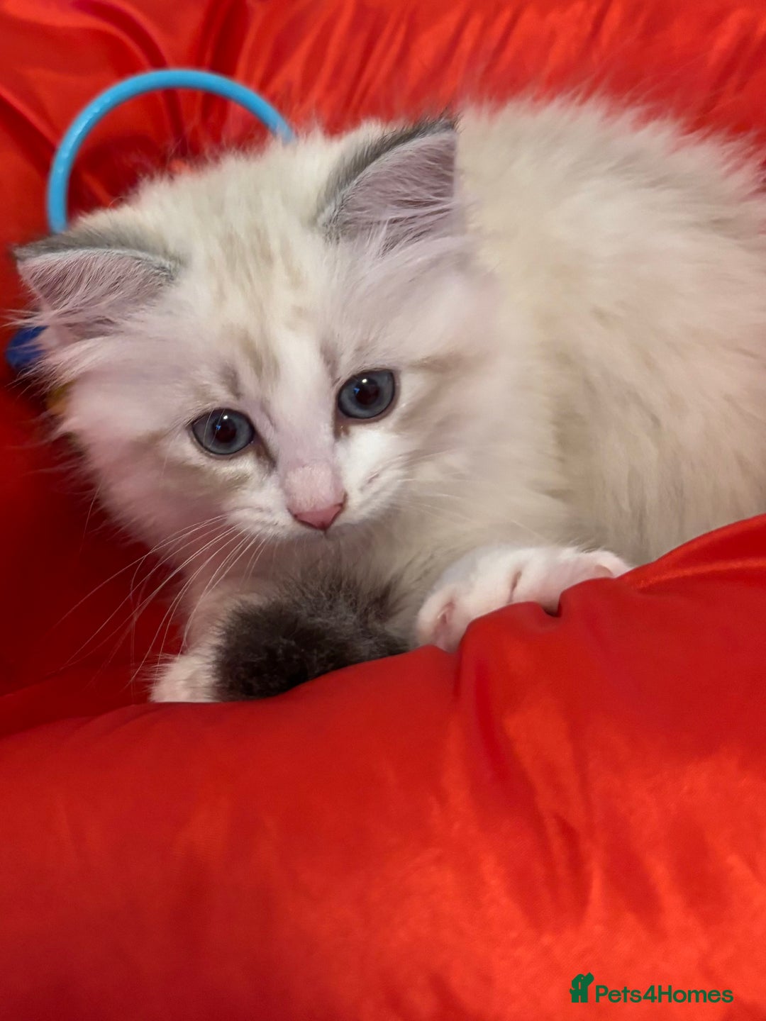 Siberian cats for sale: GCCF Registered Siberian Kitten For Sale  - Image 9