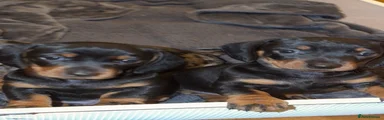 Dachshund 5