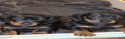 Dachshund dogs for sale: Dachshund puppies  in Stockton-on-Tees - Advert 3