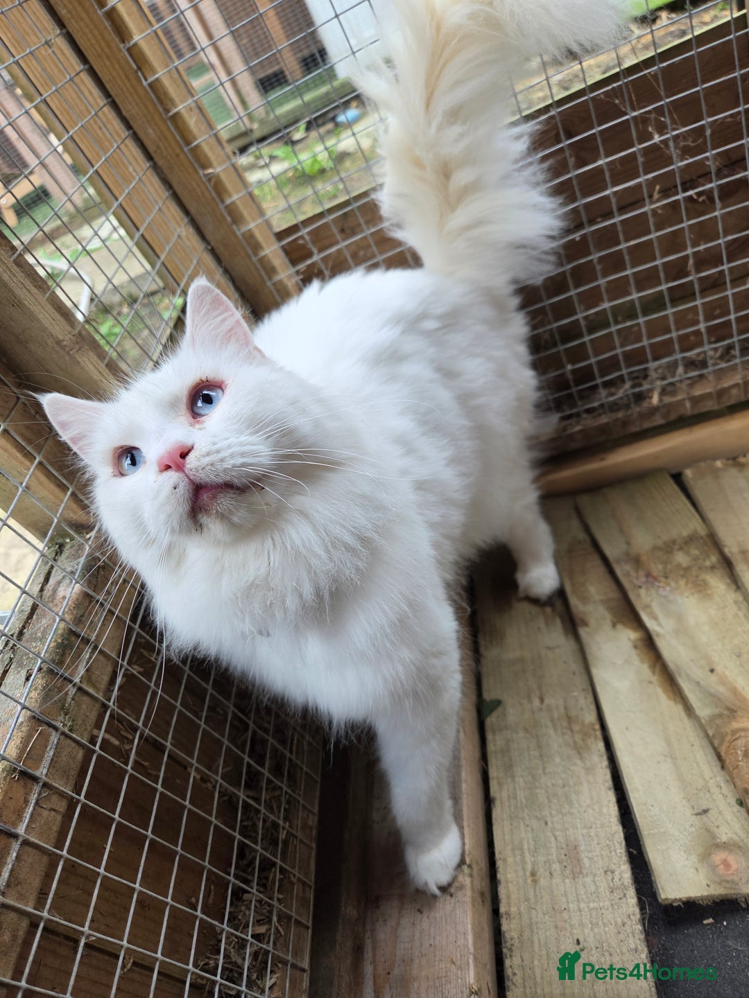 Maine Coon cats for sale: TICA registered MaineCoons 😸  - Advert 13