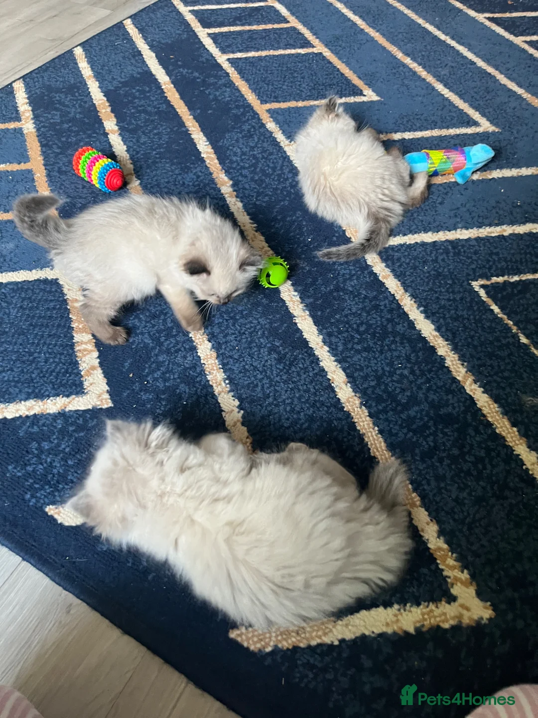 Ragdoll cats for sale: Stunning fur purebred ragdolls - Advert 2