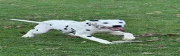 Dalmatian dogs for sale: Male dalmation looking for energetic family - Advert 4