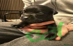 Mixed Breed dogs for sale: Mastador pups - Image 24
