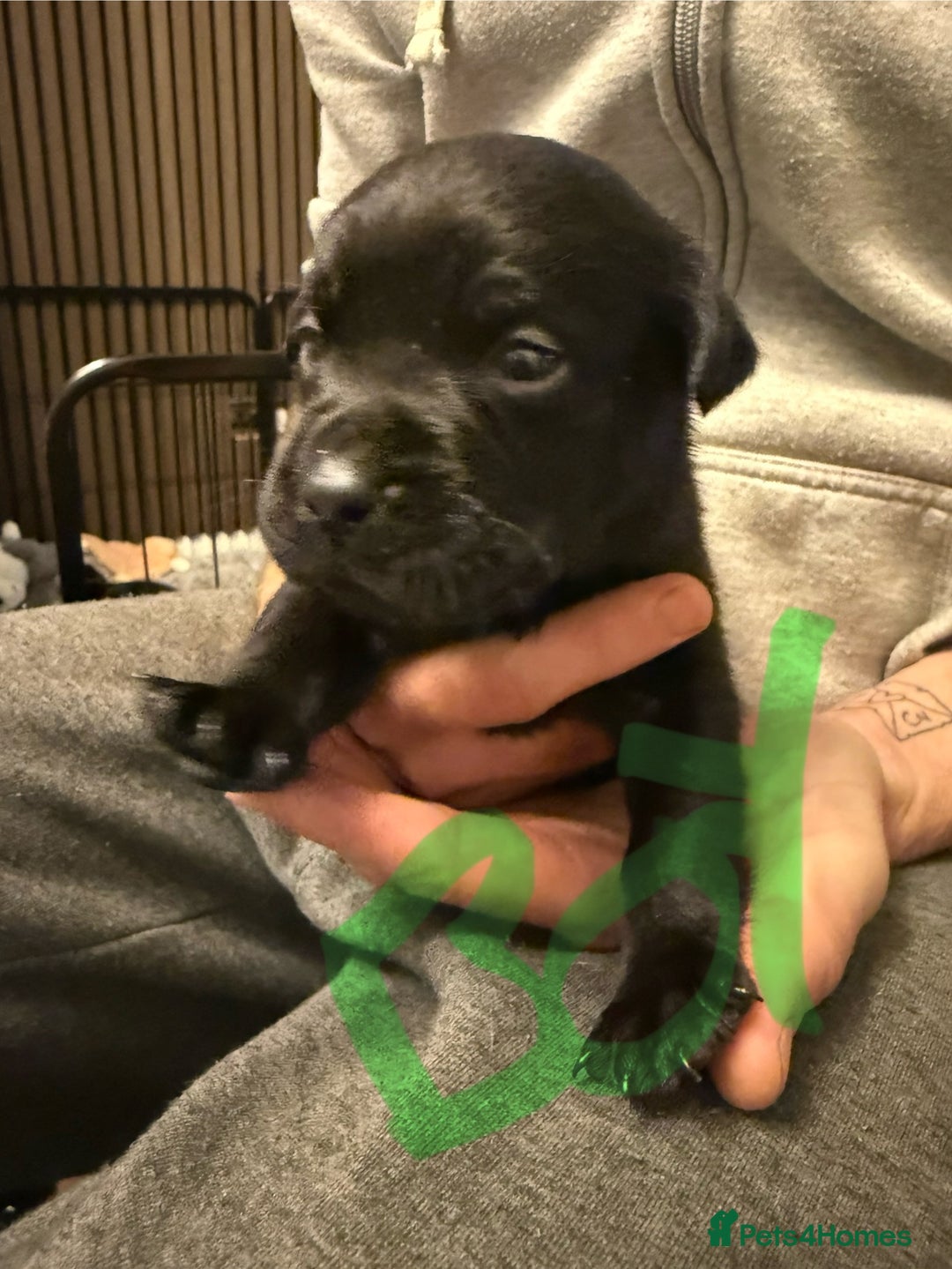Mixed Breed dogs for sale: Mastador pups - Image 24