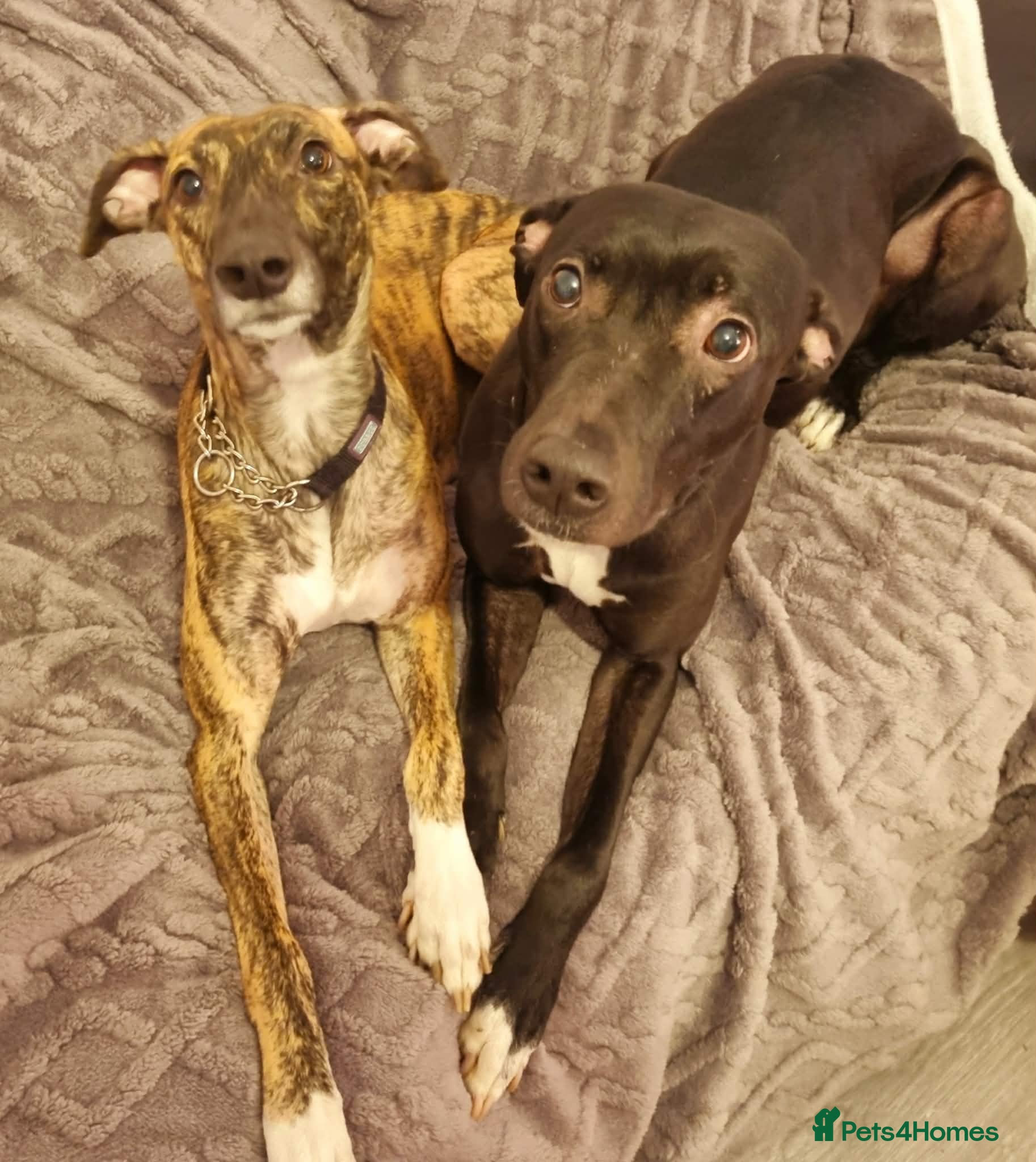 Mixed Breed dogs Bull/grey hounds  - Advert 3