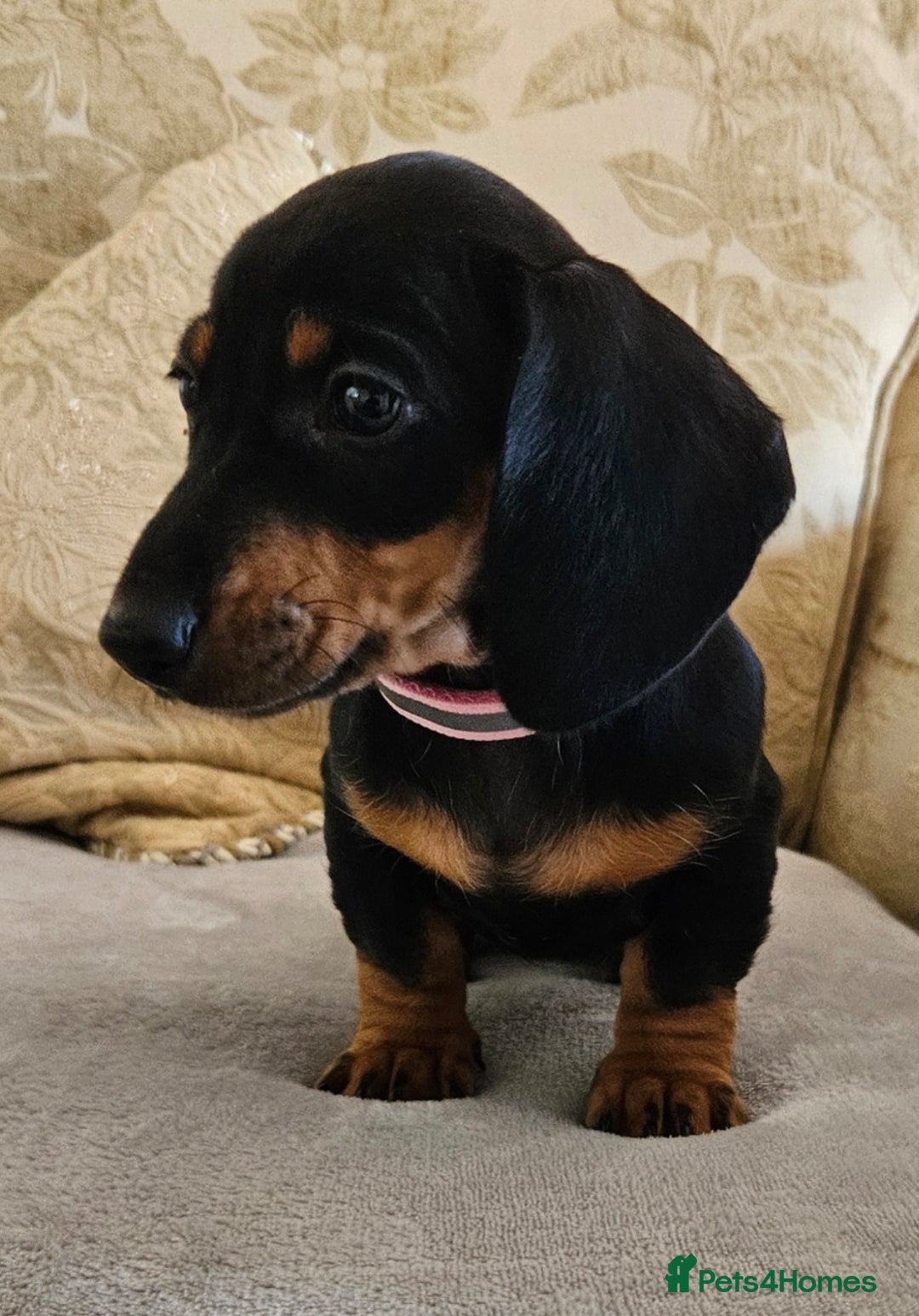 Dachshund dogs for sale: Dachshund puppies ready to leave  - Image 4