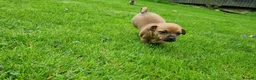 Mixed Breed dogs for sale: Gorgeous little pug mix puppies in Dungannon - Advert 22