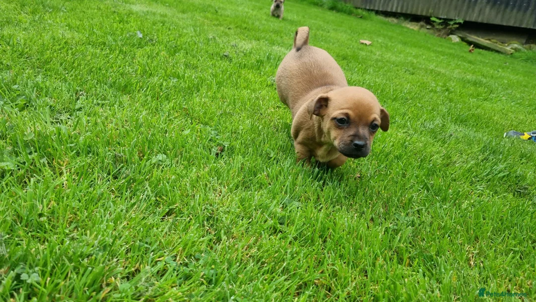 Mixed Breed dogs for sale: Gorgeous little pug mix puppies in Dungannon - Advert 22
