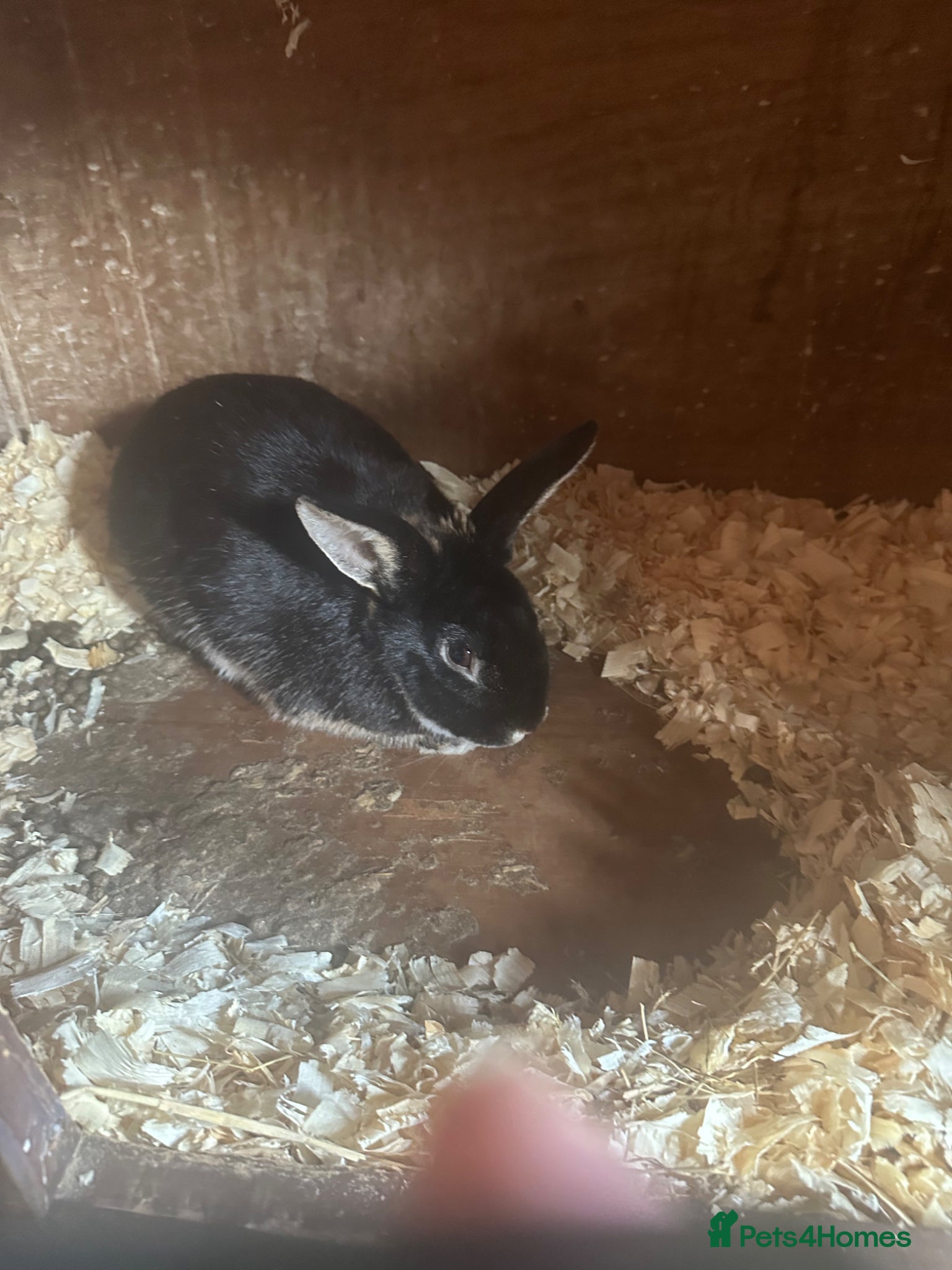 Mixed Breed rabbits Ash needs a home of his own  - Advert 2