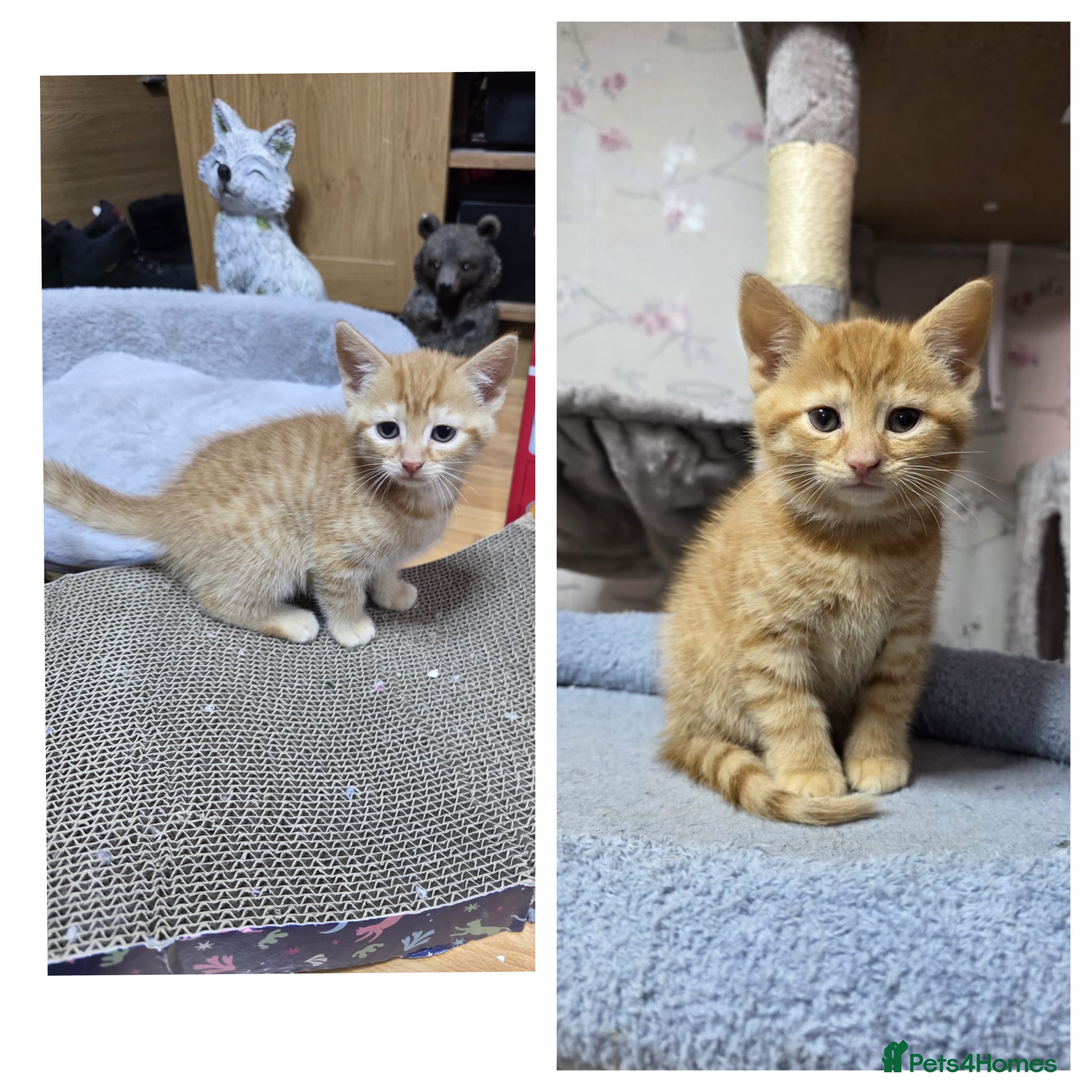 Domestic Shorthair cats Last 2 beautiful ginger boy kittens for sale!  - Advert 7