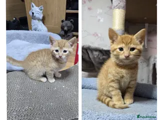 Domestic Shorthair cats Last 2 beautiful ginger boy kittens for sale! - Advert 7