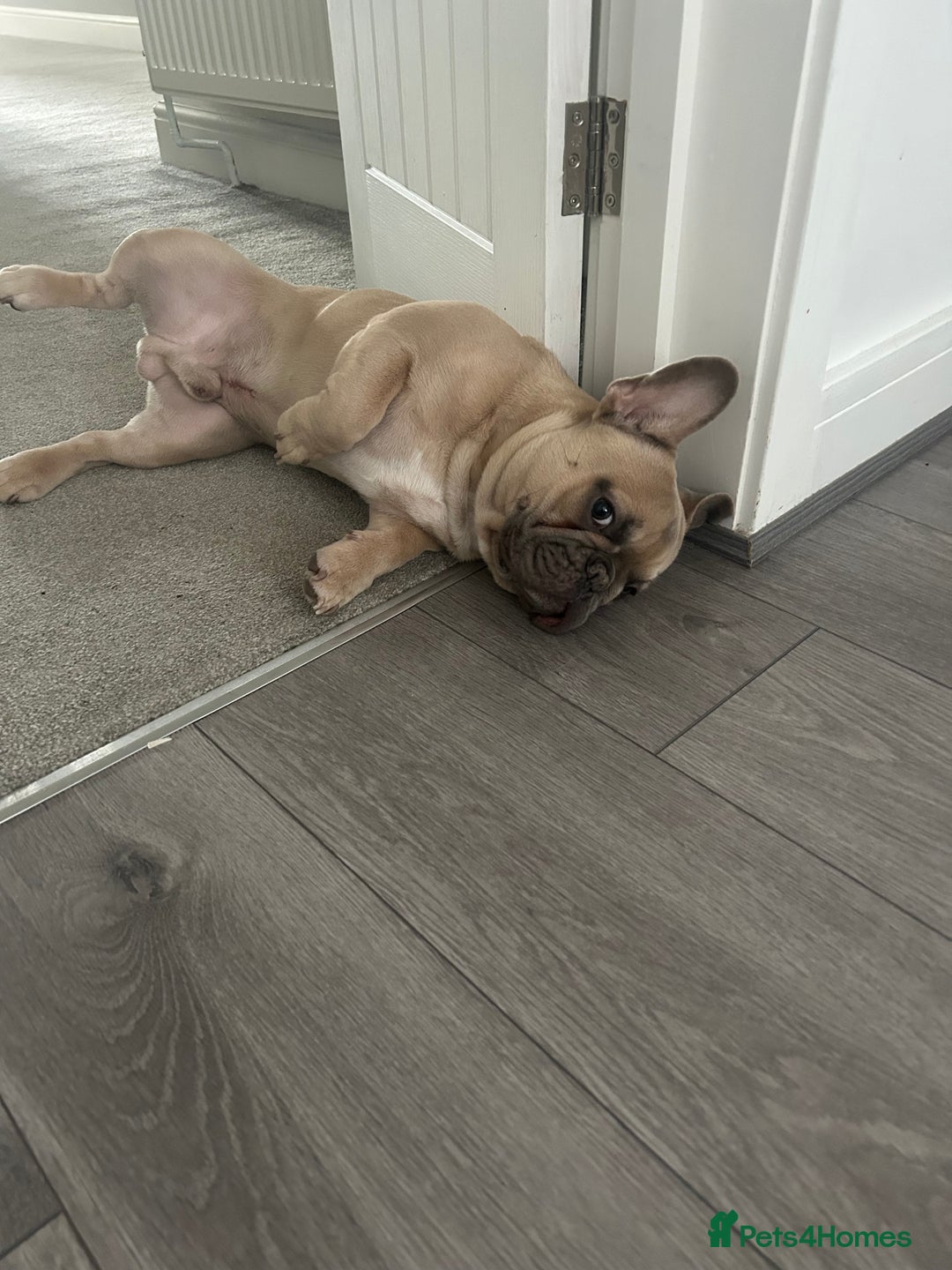French Bulldog dogs for sale: Our beautiful French bulldog 8 months old  - Advert 7